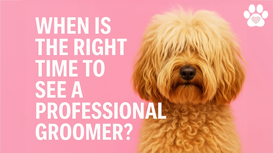 When is the Right Time to See a Professional Groomer?